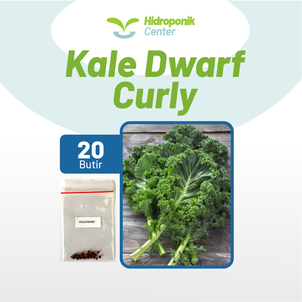 HDIROPONIK CENTER - Benih Sayur Kale Dwarf Unggul, Bibit Sayuran Kale Curly Super Bibit Mudah Tumbuh