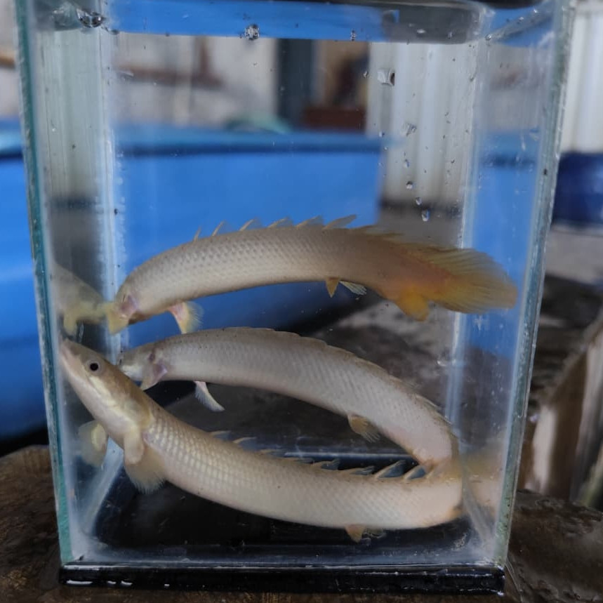 Hiasaan aquarium Palmas Senegalus / Palmas Senegalus