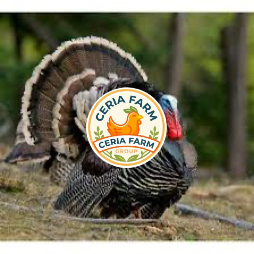 TELUR FERTIL AYAM KALKUN UNTUK DITETASKAN CERIA FARM GROUP