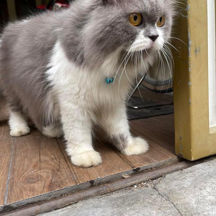 KUCING BRITISH LONG HAIR