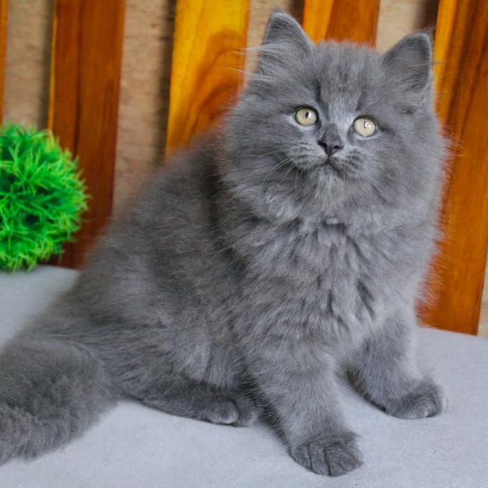 kucing persian abu warna favorite