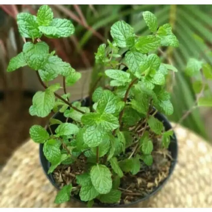 Paket 5 tanaman herbal daun mint bibit tanaman herbal daun mint wangi dan segar bibit mint bibit dau