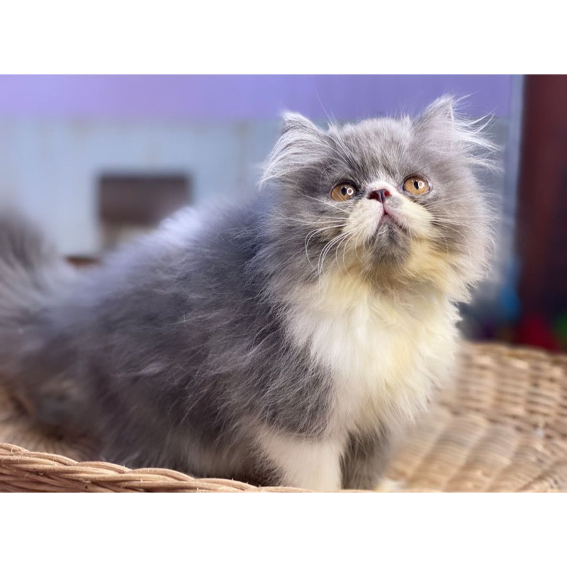 peaknose jantan line ped