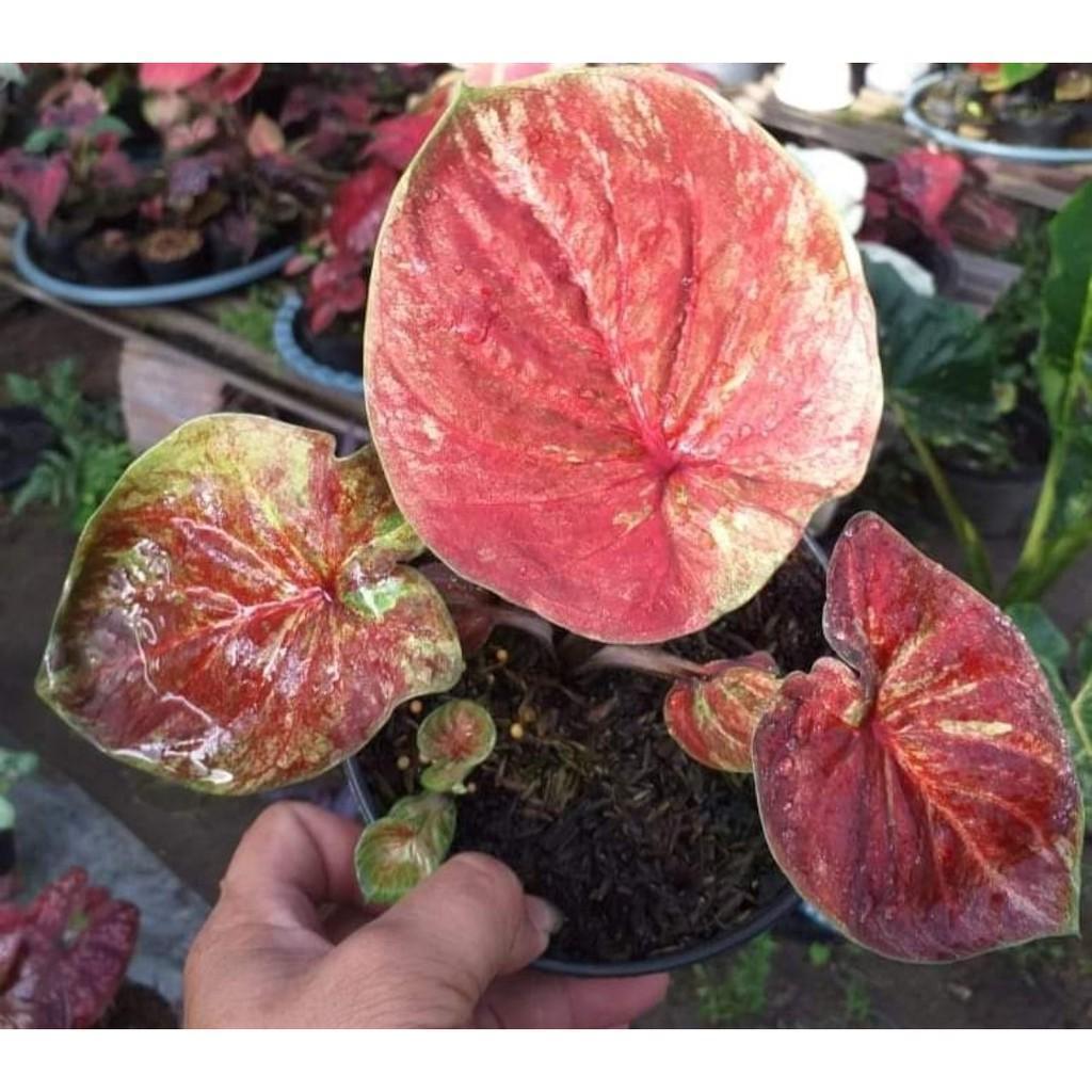 Umbi Caladium veafra - keladi Hybrid Import thailand