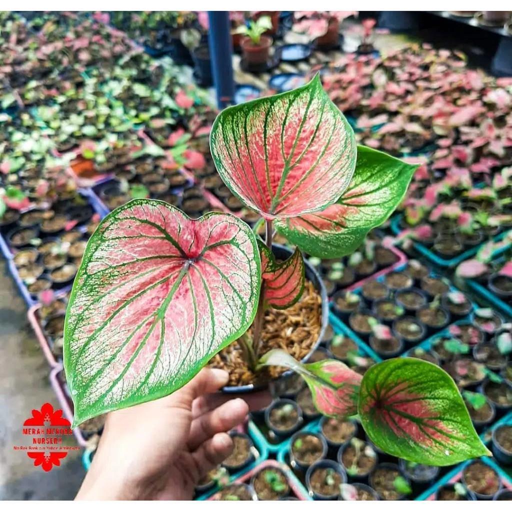 Umbi Caladium Lenova - keladi hias import thailand