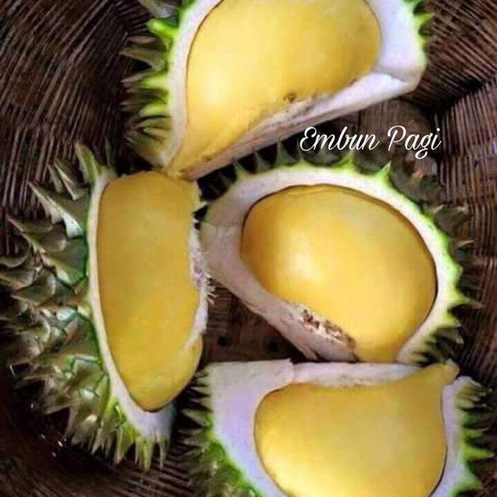 PROMO  Bibit Buah Durian Karatungan Langka Asli Kalimantan