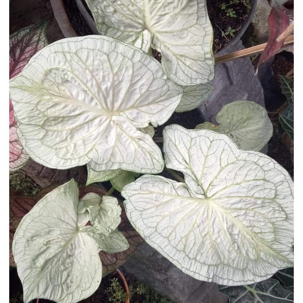 Umbi Caladium white jaguar - keladi hias Hybrid Import