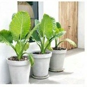 Bibit Sente Hijau Tanaman Hias Pakan Gurame Tanaman Hidup