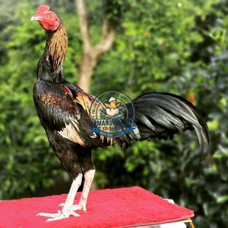 Telur Ayam Pama Petarung ORI fertil siap untuk ditetaskan Firmansyah jaya shop
