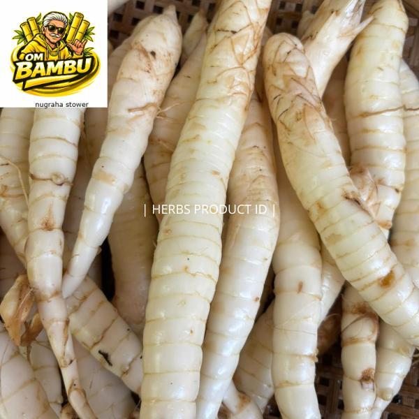 Umbi Garut Segar - umbi Angkrik fresh kaya manfaat umbi garut mengobati asam lambung 1kg DM
