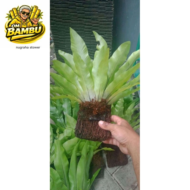 Kadaka lokal - kadaka biasa - kadaka tempel