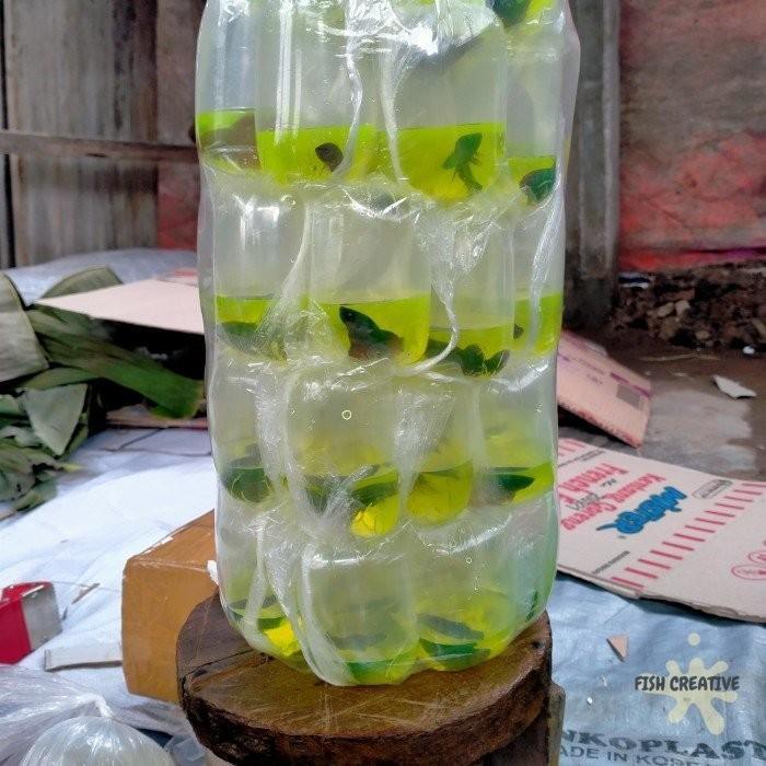 IKAN CUPANG PAKET 50 EKOR RANDOM ( SERIT, HM, CT, BLACKING, FMMIX