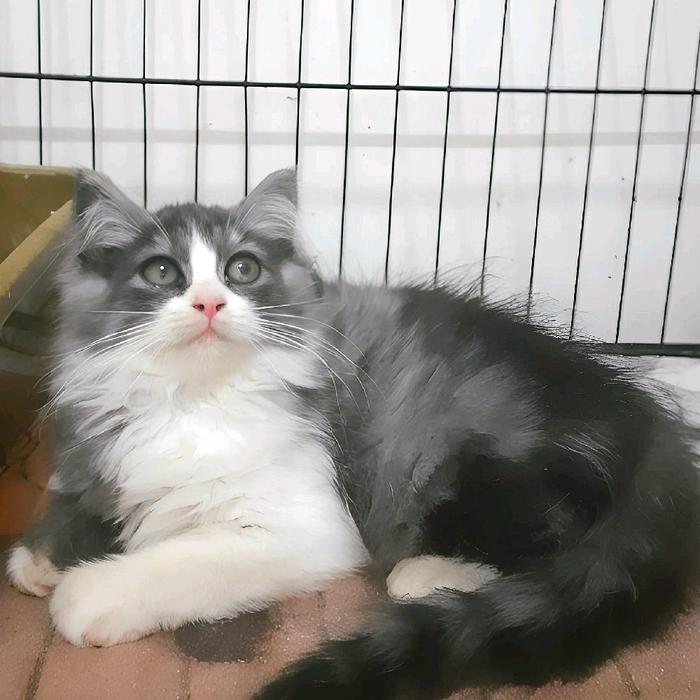 kucing persia medium abu putih simetris