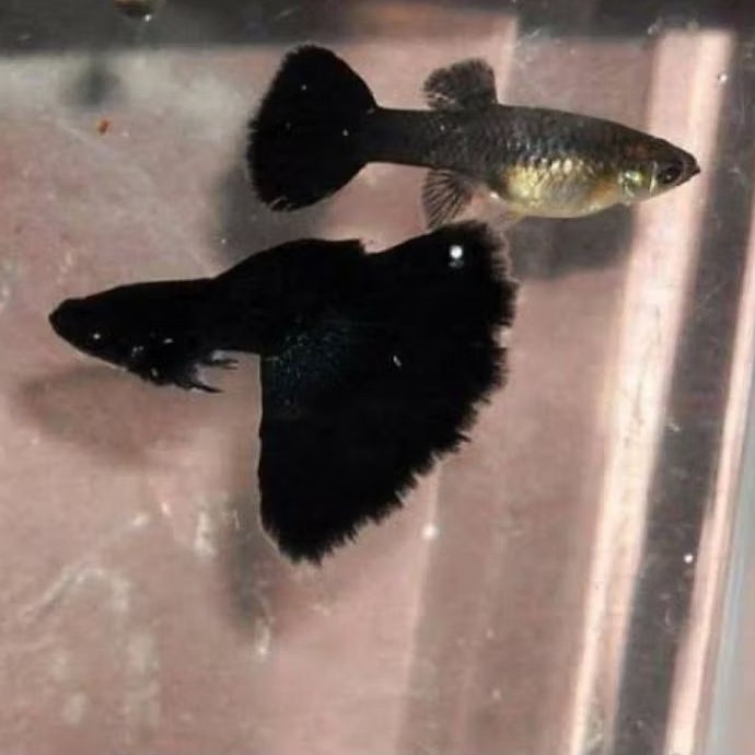 Hiasan Aquarium Guppy Black Moscow 4 betina 2 jantan