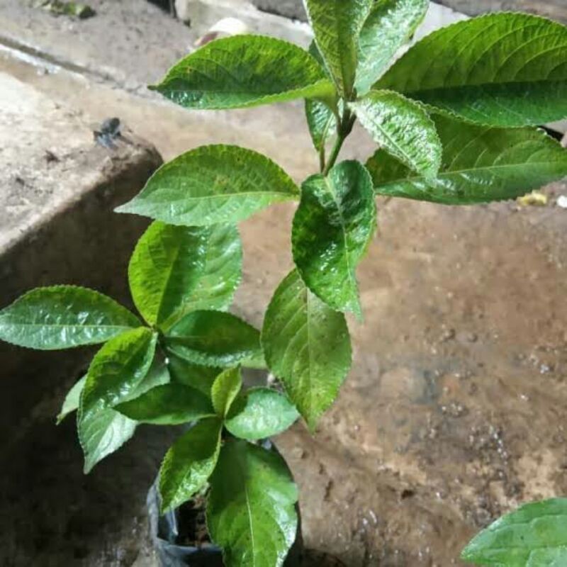 Keji Beling Tanaman, Bibit Keji Beling