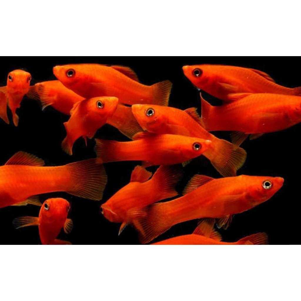molly merah per 50 ekor / ikan hias /  ikan molly