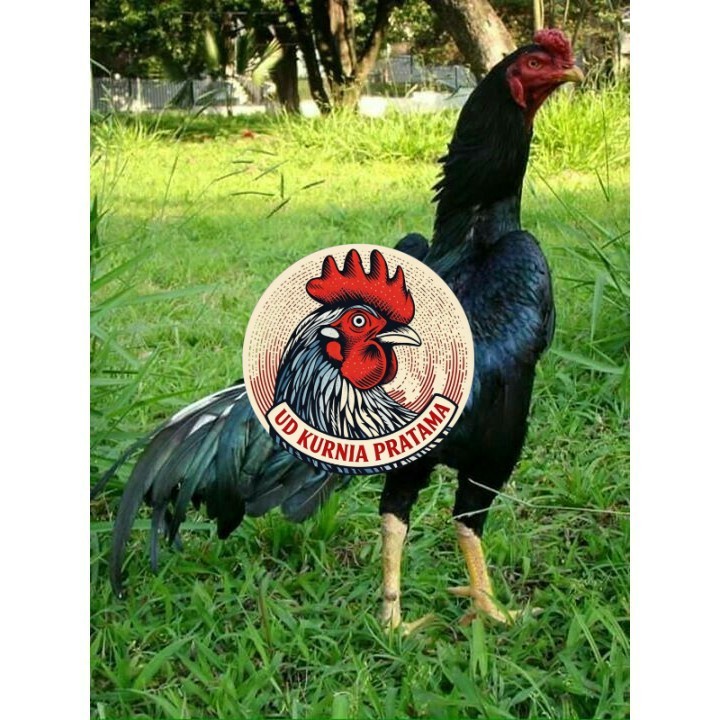 Telur ayam shamo jepang bangkok aduan siap ditetaskan - ayam-shamo UD KURNIA PRATAMA