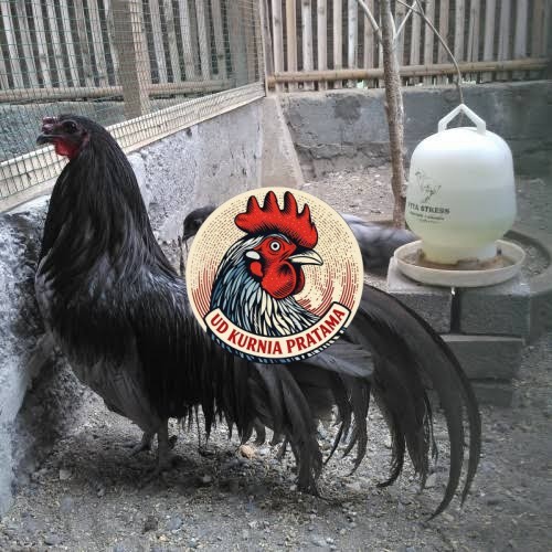 Telur ayam black sumatera / telur ayam hias / telur fertil siap tetas UD KURNIA PRATAMA