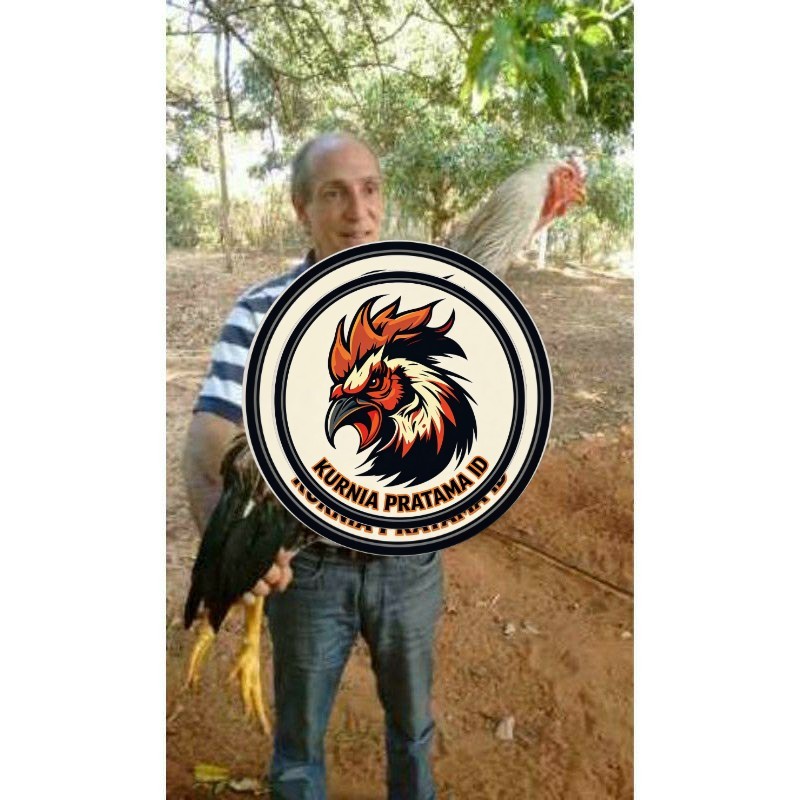 TELUR AYAM GOWA / GORILA JAWA SUPER  UNTUK DI TETASKAN KURNIA PRATAMA ID