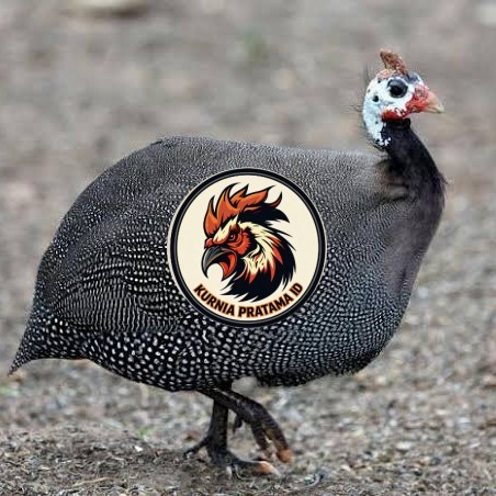 Telur ayam mutiara / telur ayam hias / telur fertil siap kirim KURNIA PRATAMA ID