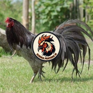 Telur ayam black sumatera / telur ayam hias / telur fertil siap kirim KURNIA PRATAMA ID