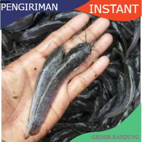 Bibit lele ukuran 10  -  11 cm per 500 ekor di bandung GROSIR BANDUNG