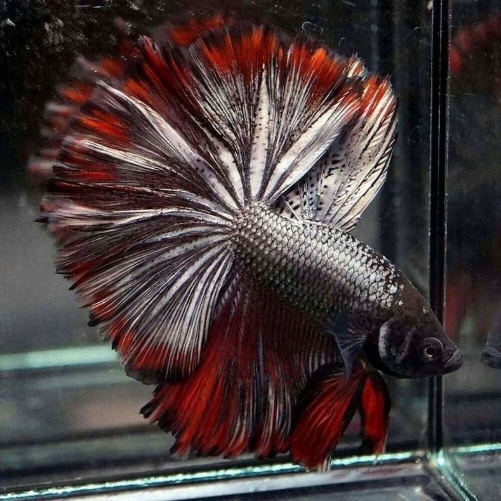 Cupang Halfmoon Male BLACK COOPER RoseTail Jumbo HIASAN AKUARIUM