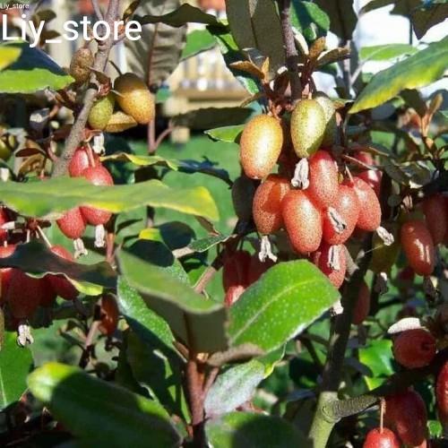 Bibit Tanaman Buah Silverberry - Kiperak Super - Beli 3 Gratis 1