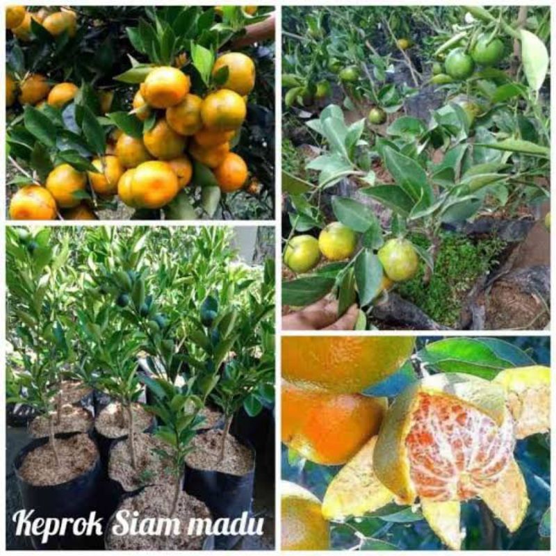 Bibit Jeruk Siam Madu Super Manis Sudah Berbuah Banyak