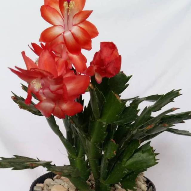 TANAMAN TERAS HIJAU - Tanaman Wijaya Kusuma Kepiting Merah Asli Berkualitas | TANAMAN HIAS NUSANTARA