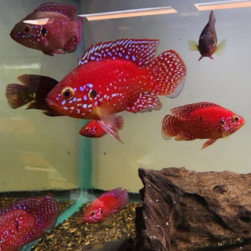 Paket red jewel cichlid  hiasan aquarium ayo beli