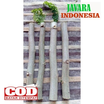 Bibit stek kelor - pohon kelor - moringa penangkal ilmu hitam