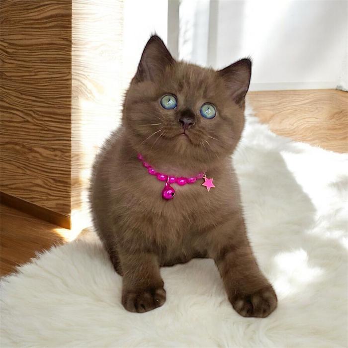 Kucing british shorthair warna coklat kitten