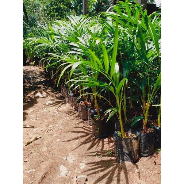 1kg Muat 2-Bibit Tanaman Hias Palem Kuning Asli - Harga Murah Mempercantik Taman Anda stok sesuai et