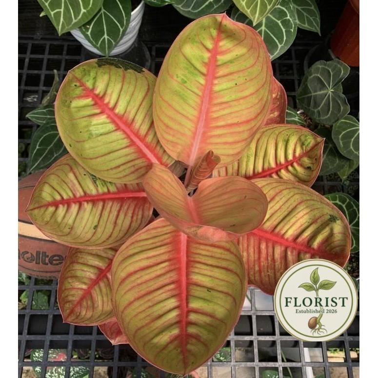 Bonggol aglonema Goliat Merah Indukan Jumbo