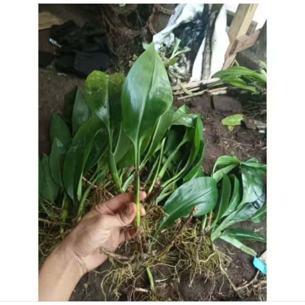 Anggrek Bulbophyllum Minendijki