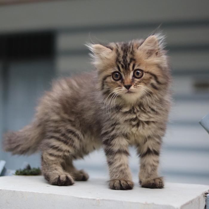 kucing mainecoon/persia/Norwegia betina