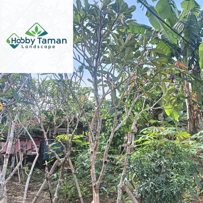 kamboja bali putih tinggi 3mtr