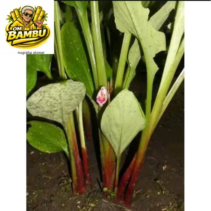 Bibit Temu Kunci Tanaman Temu Kunci Pohon Temu Kunci Temukunci