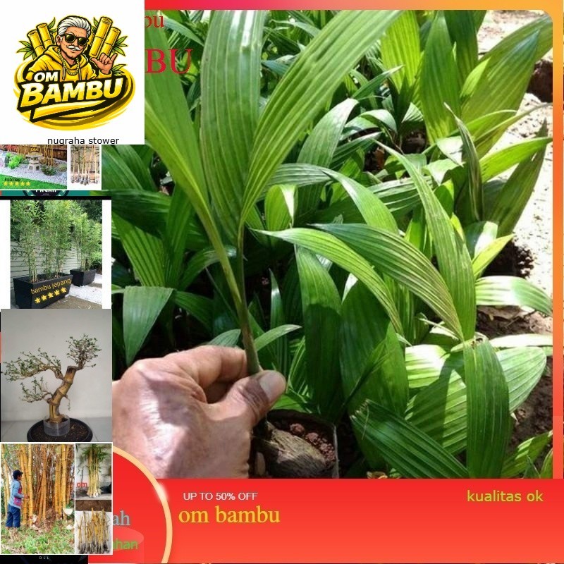 Bibit pinang Unggul Asli Pinang Hibrida Buah lebat Pohon  Pendek Bibit Pinang Hibrida The seris afia