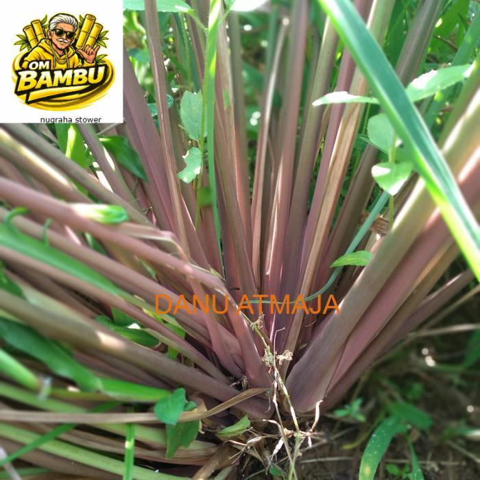 sereh wangi sereh merah/bibit 1 kg sereh wangi/sereh merah