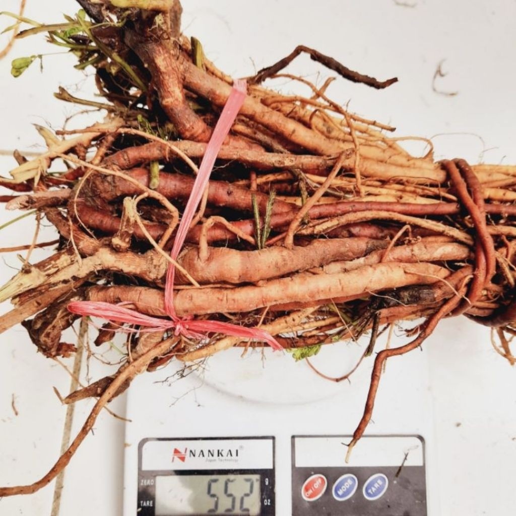 50 Gr Akar Putri Malu Segar Putri Malu Daun Putri Malu Fresh