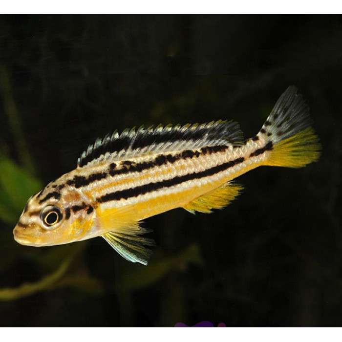 Ikan Cichild Niasa / Ikan Hias Air Tawar / Ikan Hias Aquascape