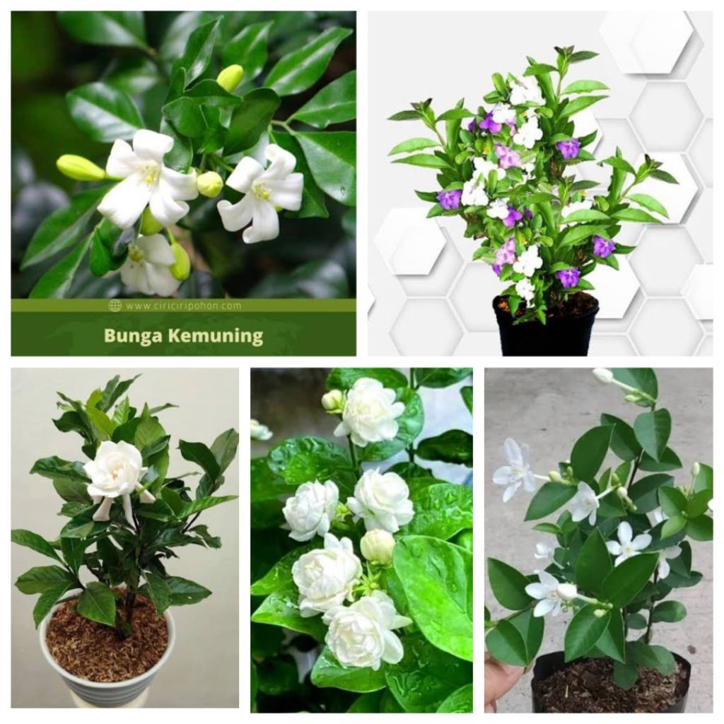 Tanaman bunga melati - pohon melati - tanaman hias melati -  pohon bunga melati