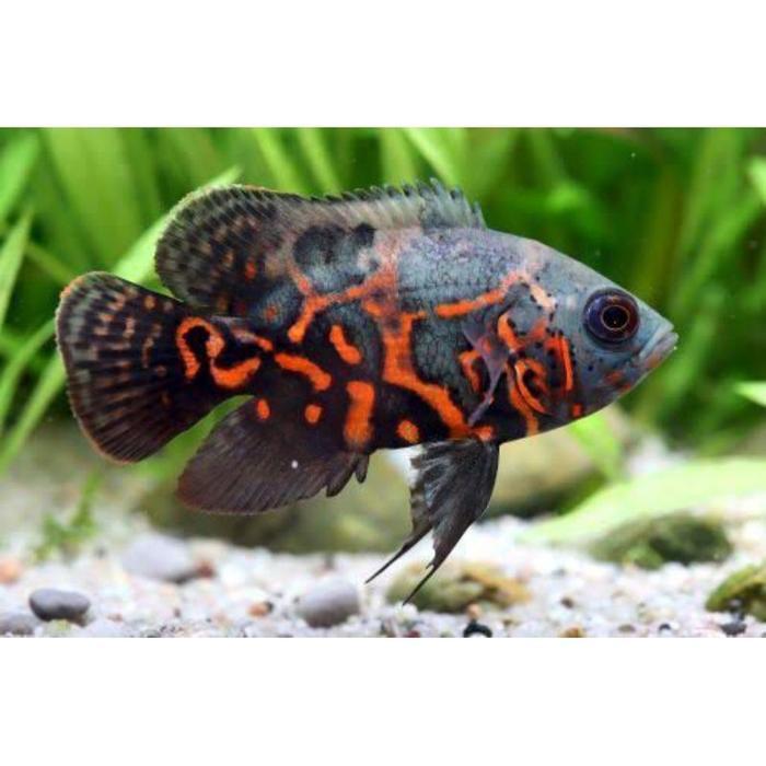 ikan oscar tiger batik black mamba 6-8 cm