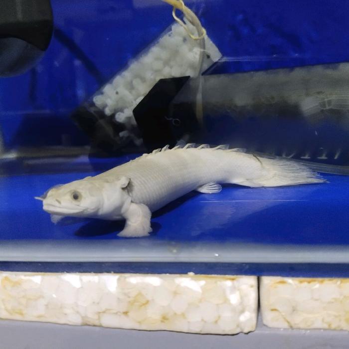 Ikan Hias palmas al 7-10 cm prekor naga air