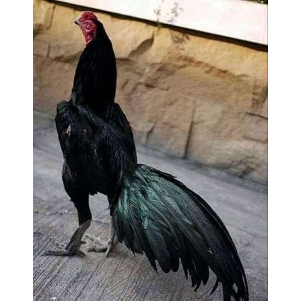 Telur Ayam Pakhoy Full Brakot Asli Untuk Ditetaskan