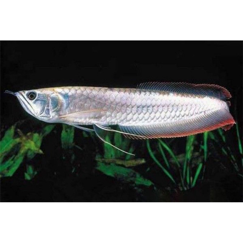 Hiasan Aquarium Arwana Silver Red Uk 14-16 Cm