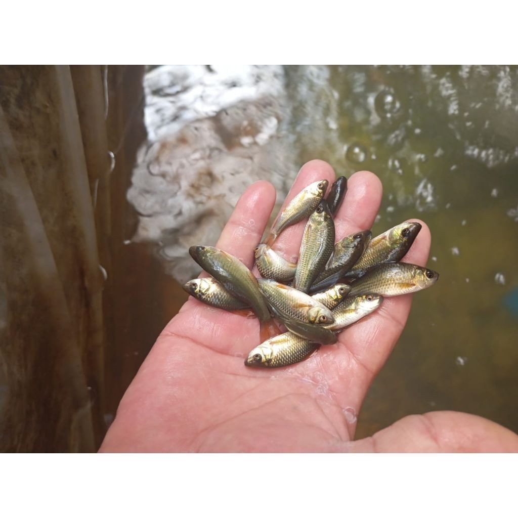 50 ekor/ Ikan Nilem terapi / trapi / per 50 ekor / ikan terapi