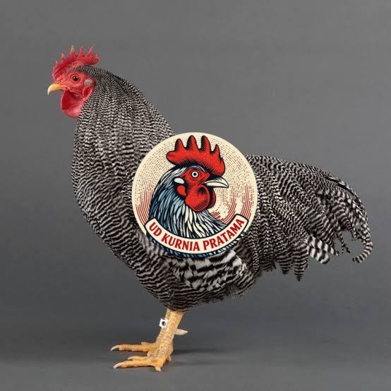 Telur ayam barred plymouth rock / telur ayam hias fertil siap tetas UD KURNIA PRATAMA